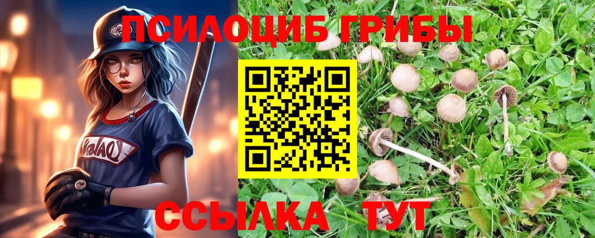 Псилоцибиновые грибы Psilocybine cubensis  Белгород 